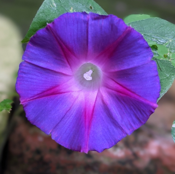 Love classic/minimal style but with some popping colors and metallic accents. - Picture 1 of 1